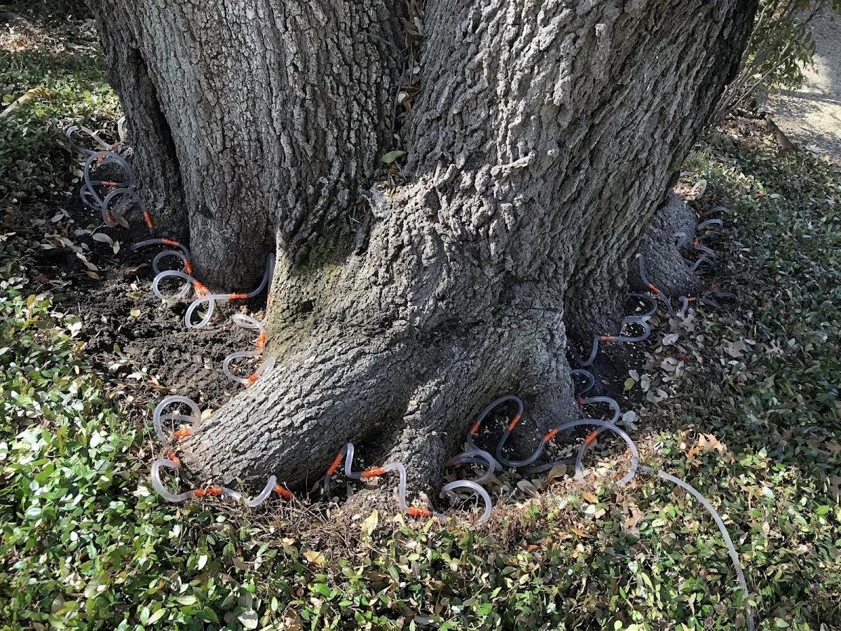 Detailed Tree Cabling and Bracing job site in Reynolds Station