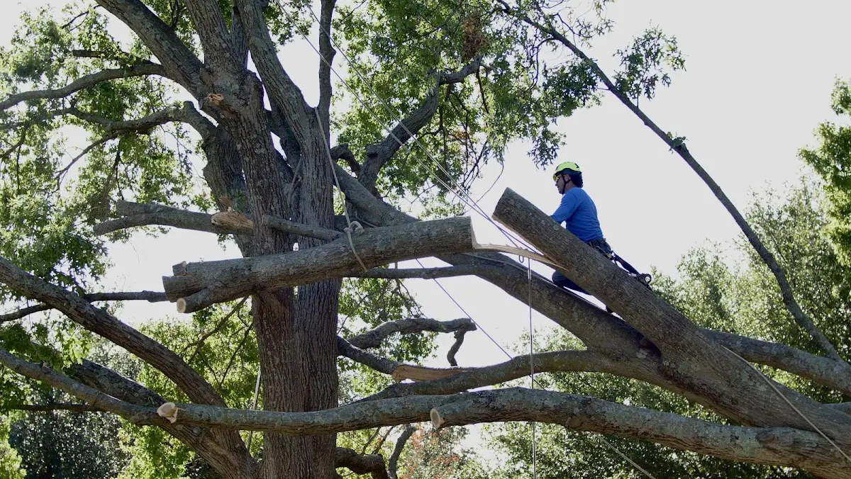 Professional Crown Thinning performed by certified arborists in Reynolds Station