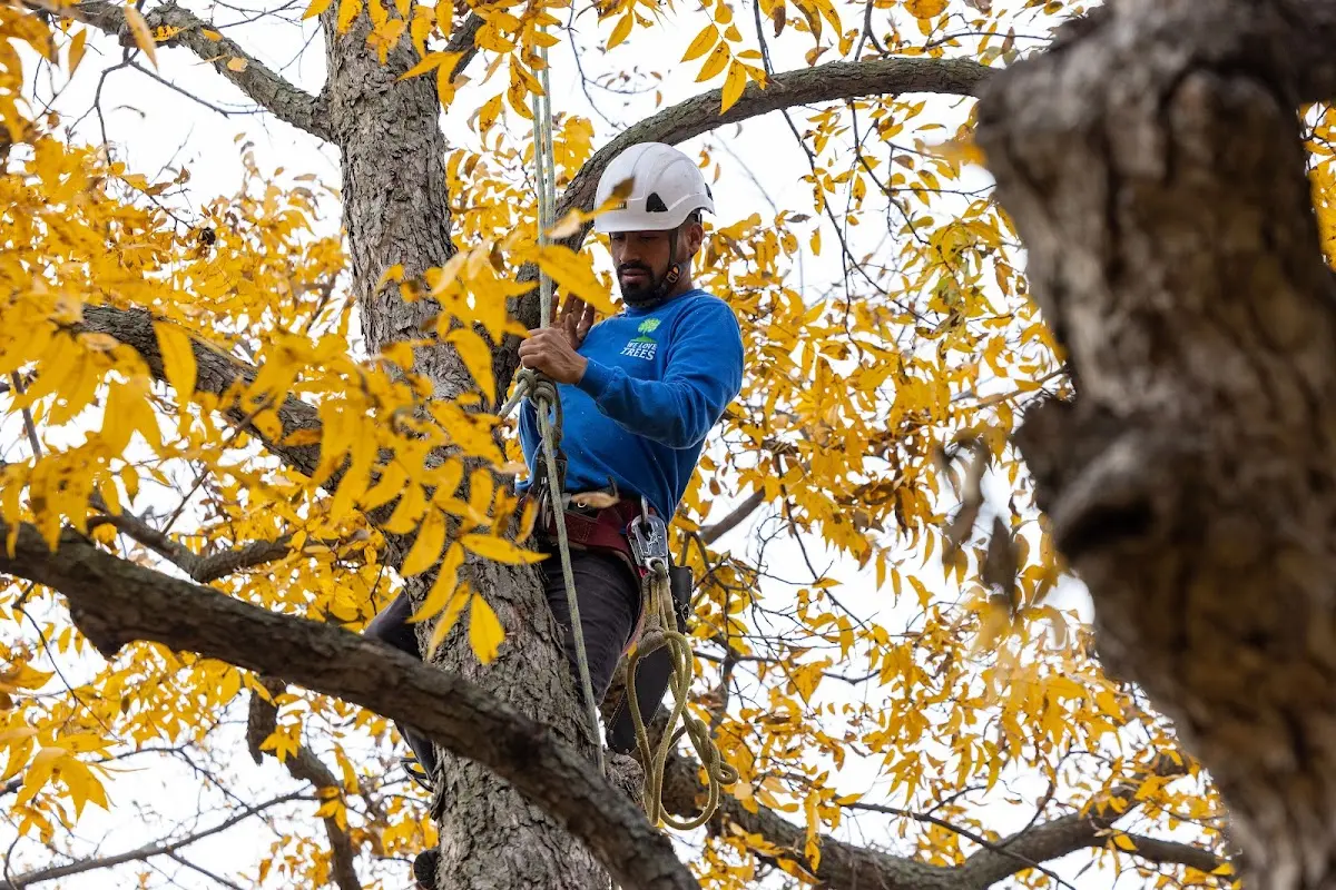 Skilled Tree Pruning crew working in Reynolds Station