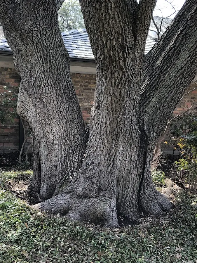 Mature heritage tree close to a Reynolds Station property cared for by certified arborists
